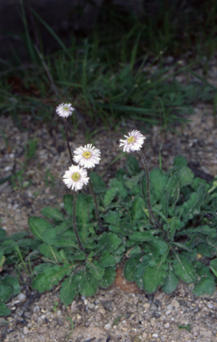 APII jpeg image of Lagenophora stipitata  © contact APII