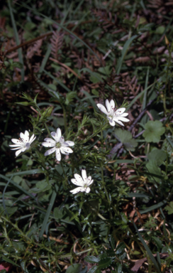 APII jpeg image of Stellaria pungens  © contact APII
