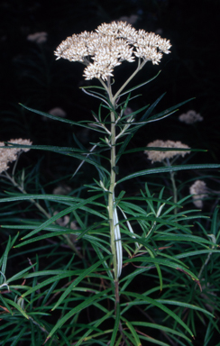 APII jpeg image of Cassinia longifolia  © contact APII