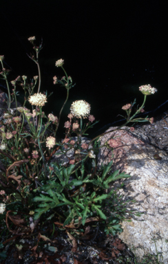 APII jpeg image of Trachymene composita var. composita  © contact APII