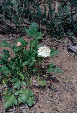 APII jpeg image of Trachymene humilis subsp. humilis  © contact APII