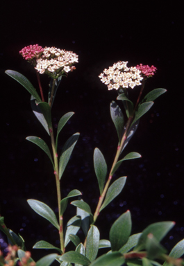 APII jpeg image of Platysace lanceolata  © contact APII