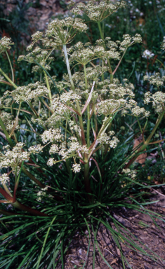 APII jpeg image of Aciphylla simplicifolia  © contact APII