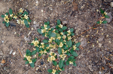 APII jpeg image of Alternanthera sp. A  © contact APII
