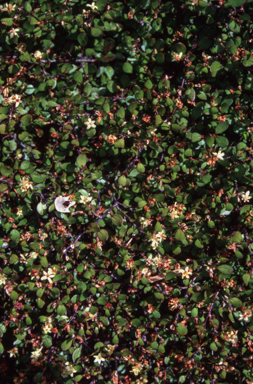 APII jpeg image of Muehlenbeckia axillaris  © contact APII