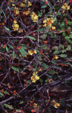APII jpeg image of Muehlenbeckia tuggeranong  © contact APII