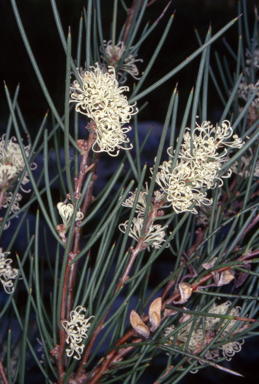 APII jpeg image of Hakea microcarpa  © contact APII