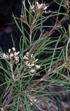 APII jpeg image of Grevillea patulifolia  © contact APII