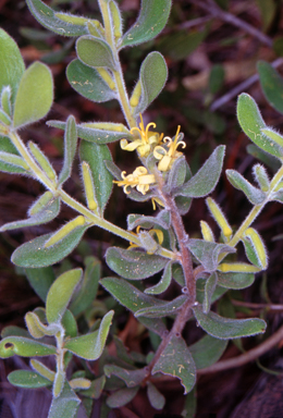 APII jpeg image of Persoonia rigida  © contact APII
