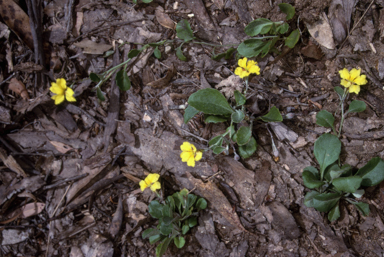 APII jpeg image of Goodenia hederacea subsp. hederacea  © contact APII