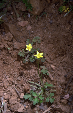 APII jpeg image of Ranunculus scapiger  © contact APII