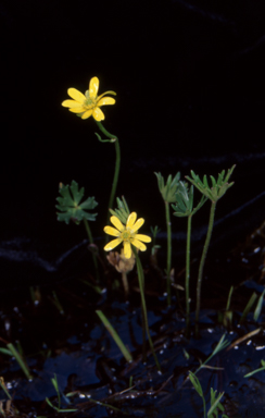 APII jpeg image of Ranunculus amphitrichus  © contact APII