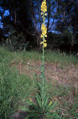 APII jpeg image of Verbascum virgatum  © contact APII