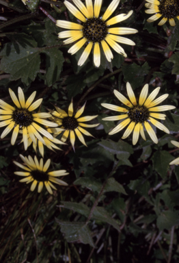 APII jpeg image of Arctotheca calendula  © contact APII