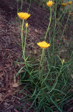 APII jpeg image of Xerochrysum viscosum  © contact APII