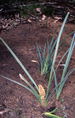 APII jpeg image of Lomandra longifolia  © contact APII