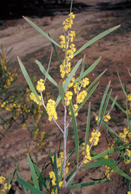 APII jpeg image of Acacia dawsonii  © contact APII