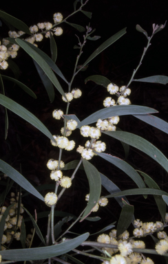 APII jpeg image of Acacia melanoxylon  © contact APII