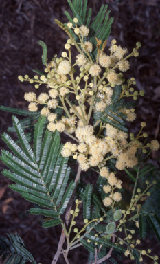 APII jpeg image of Acacia mearnsii  © contact APII