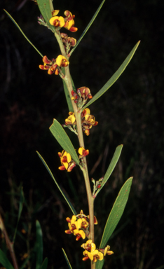 APII jpeg image of Daviesia mimosoides subsp. mimosoides  © contact APII