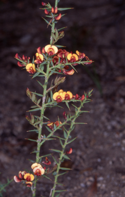 APII jpeg image of Daviesia ulicifolia subsp. ulicifolia  © contact APII