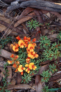 APII jpeg image of Pultenaea subspicata  © contact APII