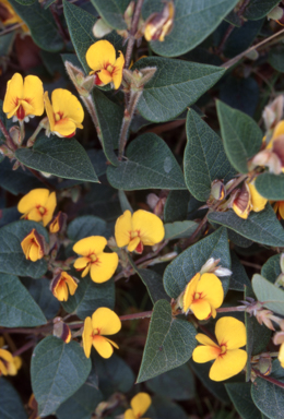 APII jpeg image of Platylobium montanum subsp. montanum  © contact APII