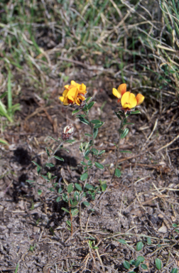APII jpeg image of Pultenaea capitellata  © contact APII