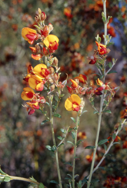 APII jpeg image of Pultenaea microphylla  © contact APII