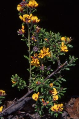APII jpeg image of Pultenaea polifolia  © contact APII