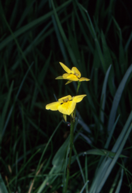 APII jpeg image of Diuris monticola  © contact APII