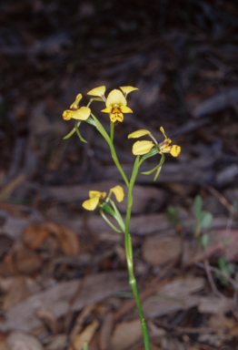 APII jpeg image of Diuris nigromontana  © contact APII