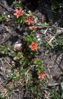 APII jpeg image of Lysimachia arvensis  © contact APII