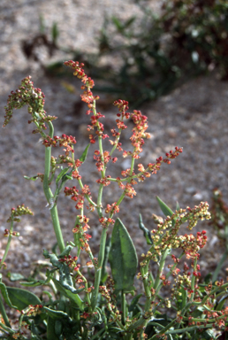 APII jpeg image of Rumex acetosella  © contact APII