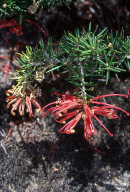 APII jpeg image of Grevillea juniperina subsp. fortis  © contact APII