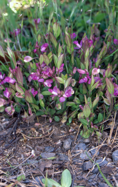 APII jpeg image of Polygala japonica  © contact APII
