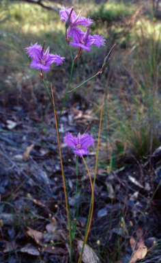 APII jpeg image of Thysanotus tuberosus subsp. tuberosus  © contact APII