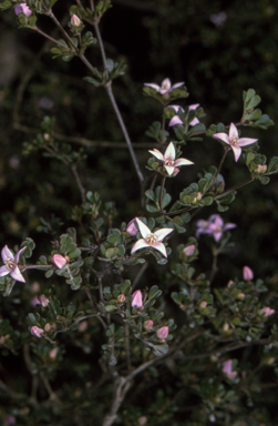 APII jpeg image of Boronia algida  © contact APII