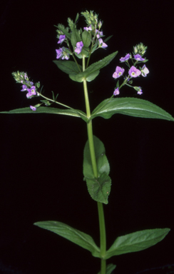 APII jpeg image of Veronica anagallis-aquatica  © contact APII