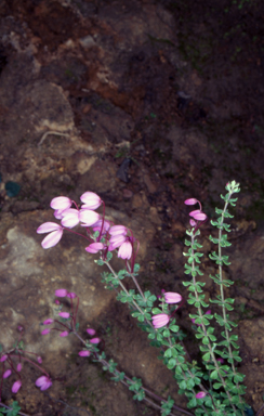 APII jpeg image of Tetratheca bauerifolia  © contact APII