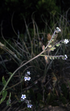 APII jpeg image of Cynoglossum australe  © contact APII
