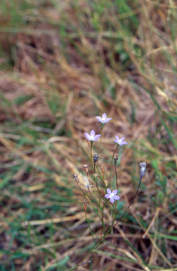 APII jpeg image of Wahlenbergia littoricola  © contact APII