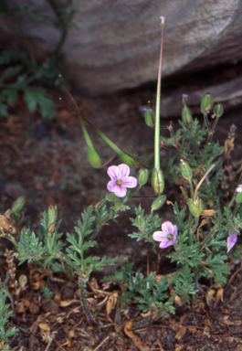 APII jpeg image of Erodium botrys  © contact APII