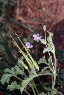 APII jpeg image of Erodium crinitum  © contact APII