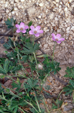 APII jpeg image of Geranium potentilloides var. potentilloides  © contact APII