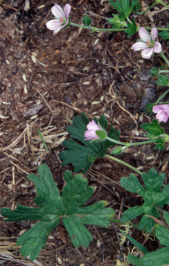 APII jpeg image of Geranium gardneri  © contact APII