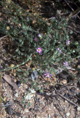 APII jpeg image of Spergularia rubra  © contact APII