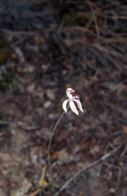 APII jpeg image of Caladenia congesta  © contact APII
