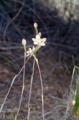 APII jpeg image of Thelymitra carnea  © contact APII