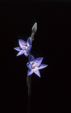 APII jpeg image of Thelymitra simulata  © contact APII